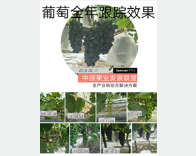 葡萄全年全程跟蹤服務效果：私人訂制專家，果蔬作物綜合解決方案，我們的技術托管為您的豐收保駕護航