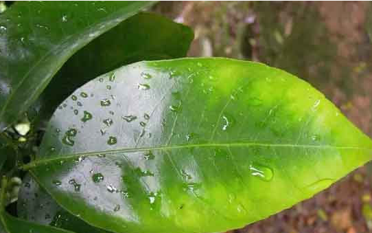 水溶肥廠家